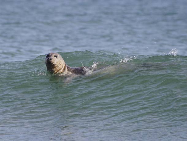 Harbor Seals Drawn to Drake's Estero